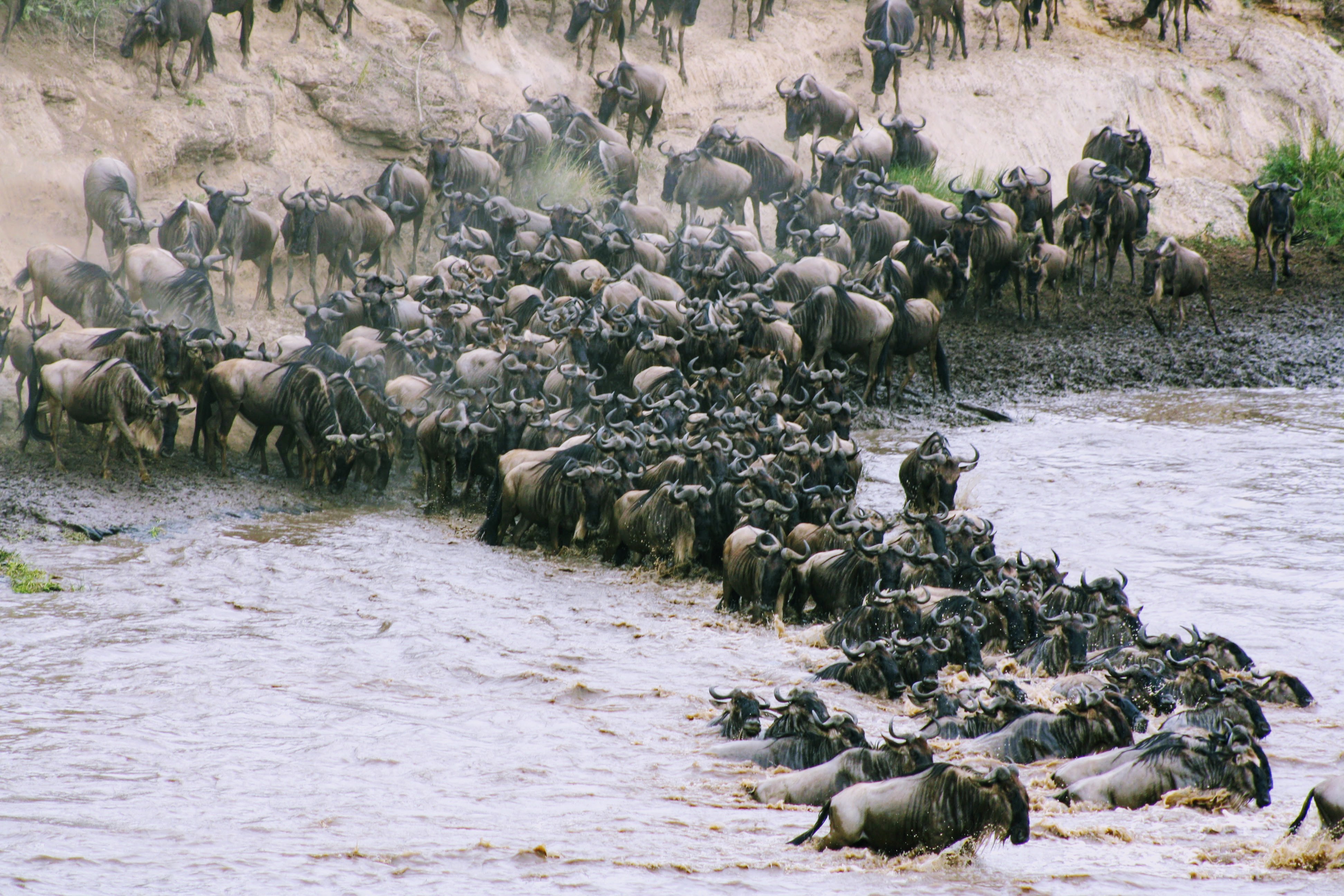 Serengeti