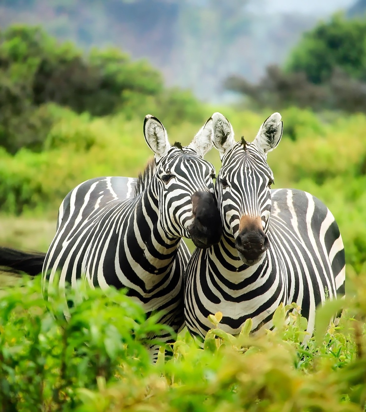 Manyara