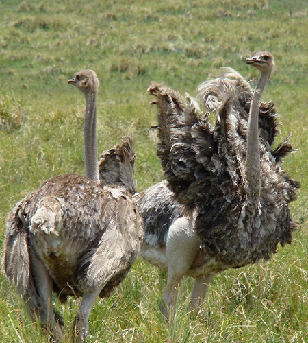 Wildlife
