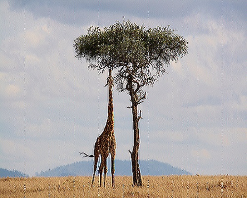 Safaris